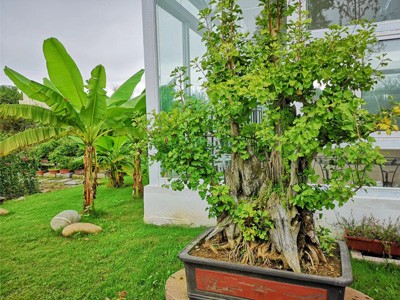 糖心VLGO城市漫步专题内容介绍